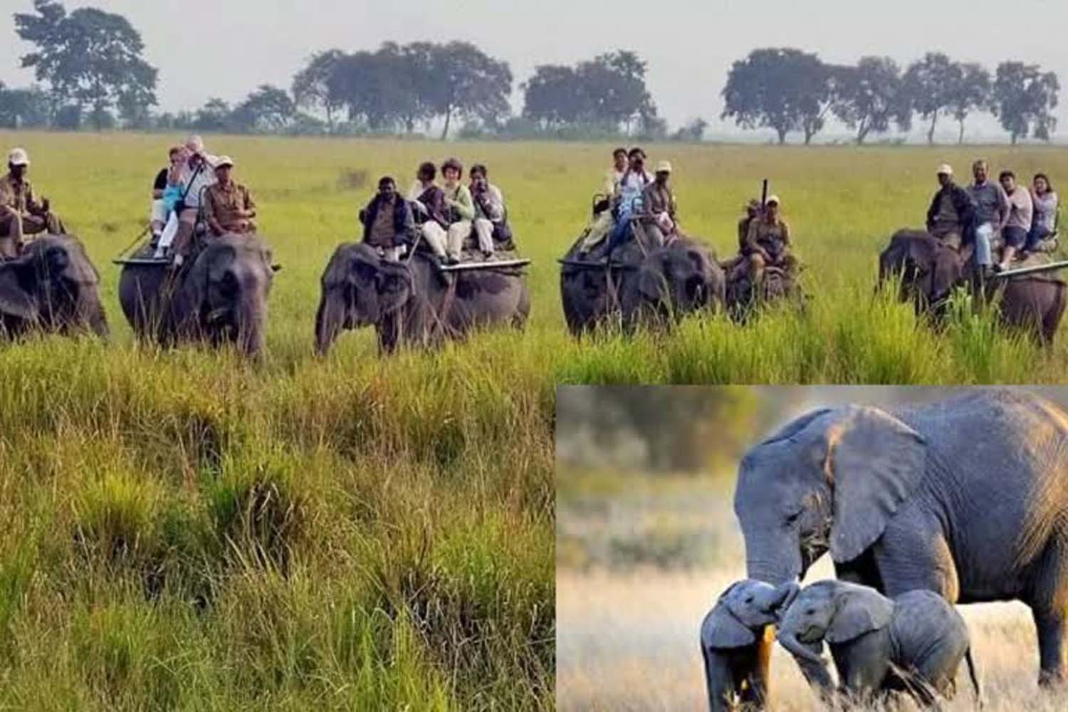 बड़ी और अच्छी खबर : हाथी सफारी की मिली अनुमति ,अब कॉर्बेट और राजाजी टाइगर रिजर्व में ,इसका इतना रहेगा शुल्क। आखिर कितना और कब? Tap कर जाने