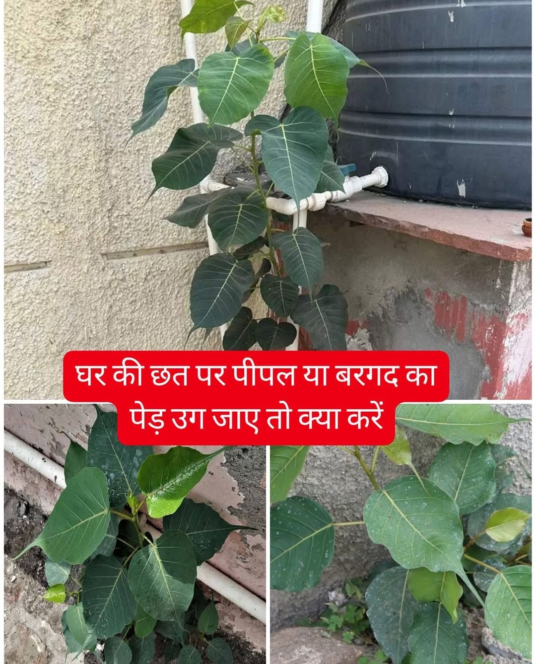 बड़ी खबर : अक्सर आपके घरो की छत या दीवारों की दरारों में पीपल और बरगद के पौधों का उगना आम बात है ,यह आपके घरों की मज़बूती को हिला देती है ,आइये हम बताते है इससे छूटकर की विधि। आखिर कैसे और क्या ? Tap कर जाने